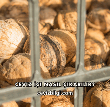 Ceviz İçi Nasıl Çıkarılır?