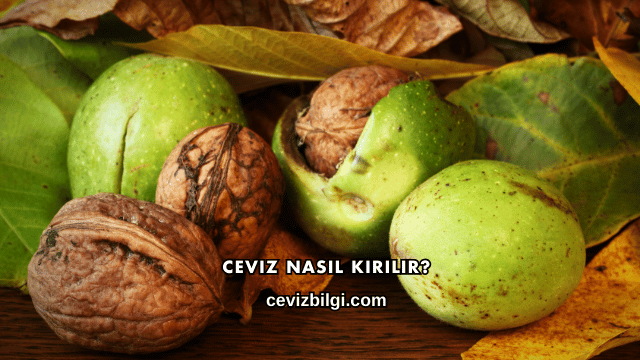 Ceviz Nasıl Kırılır?