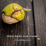 Ceviz Nasıl Kurutulur?