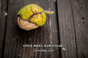 Ceviz Nasıl Kurutulur?