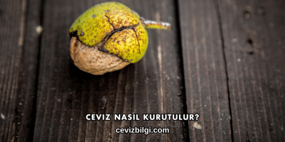 Ceviz Nasıl Kurutulur?
